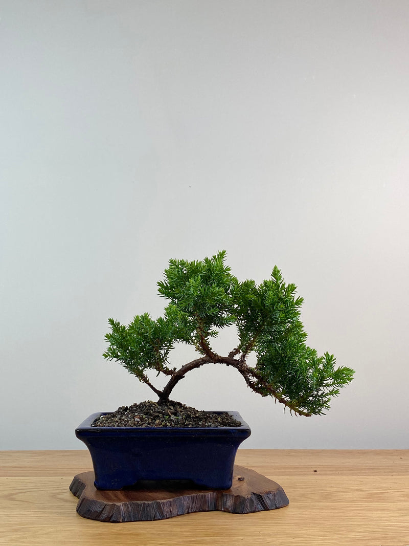 JAPANESE JUNIPER (X044)