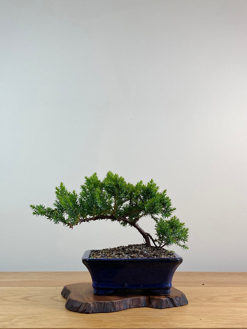 JAPANESE JUNIPER (X045)