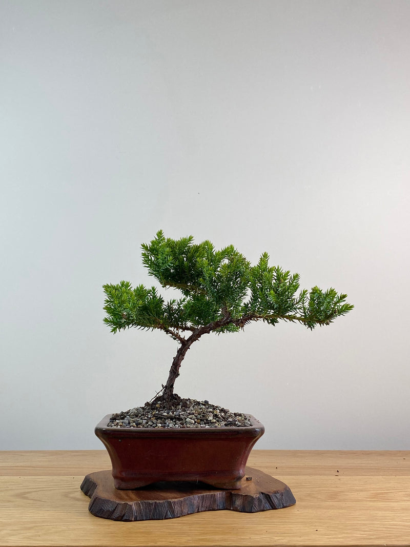 JAPANESE JUNIPER (X046)