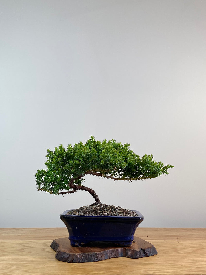 JAPANESE JUNIPER (X047)