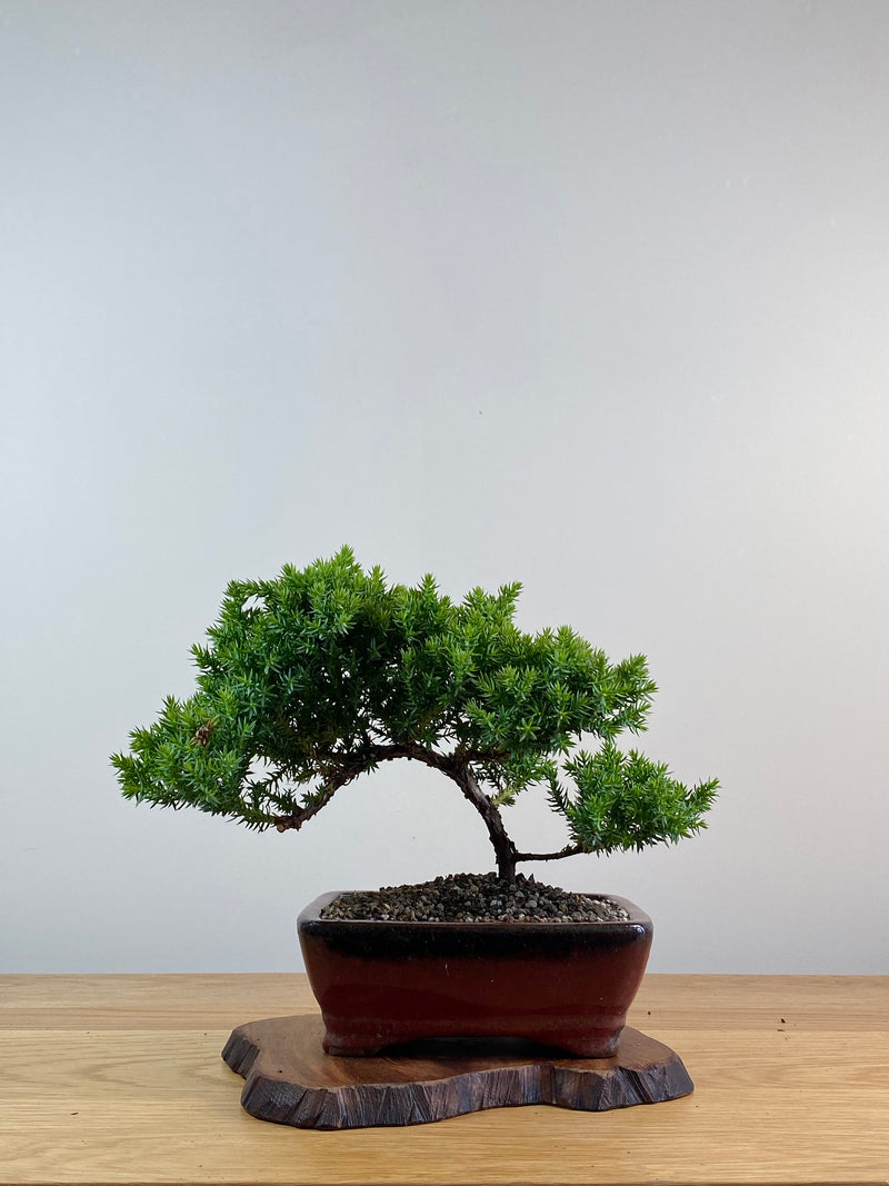JAPANESE JUNIPER (X049)