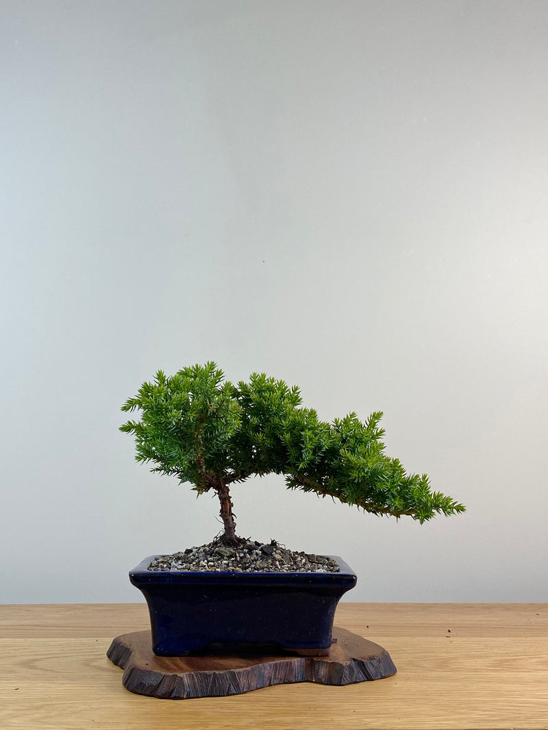 JAPANESE JUNIPER (X050)