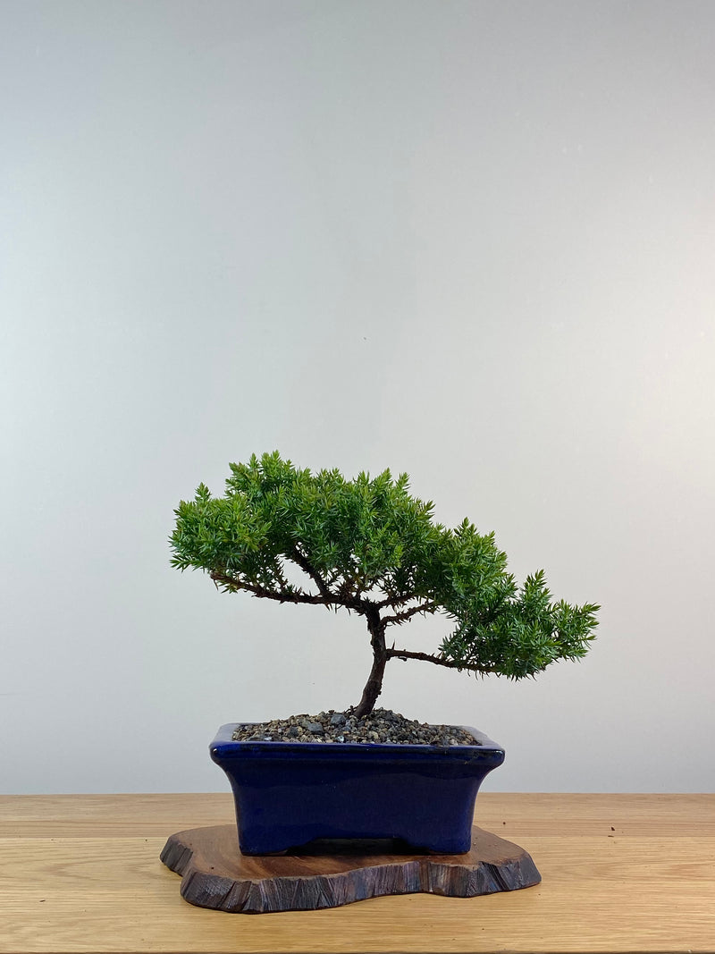 JAPANESE JUNIPER (X051)