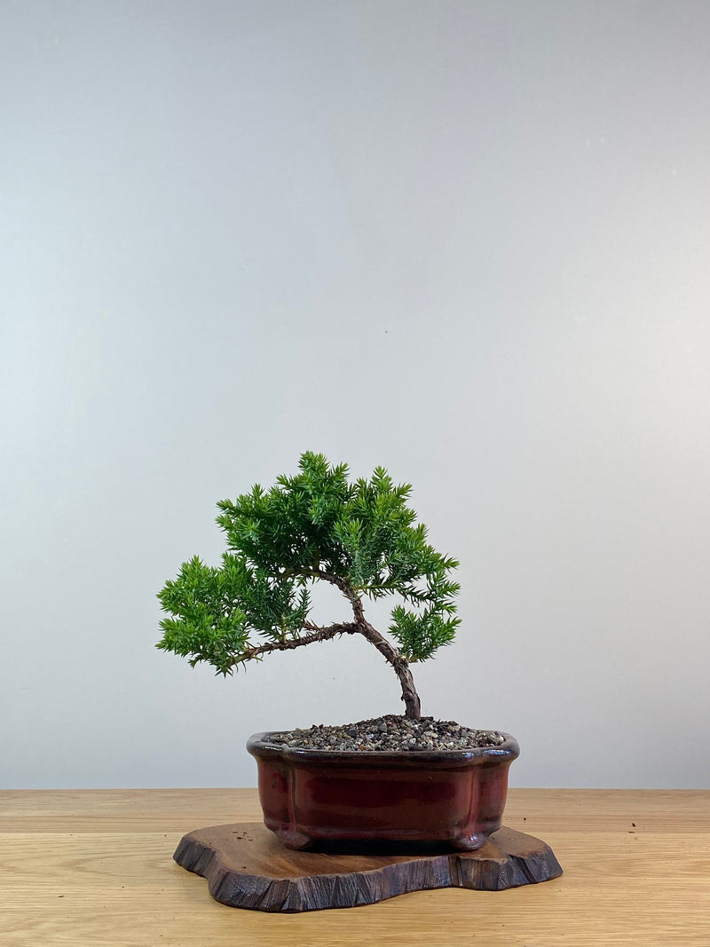 JAPANESE JUNIPER (X055)