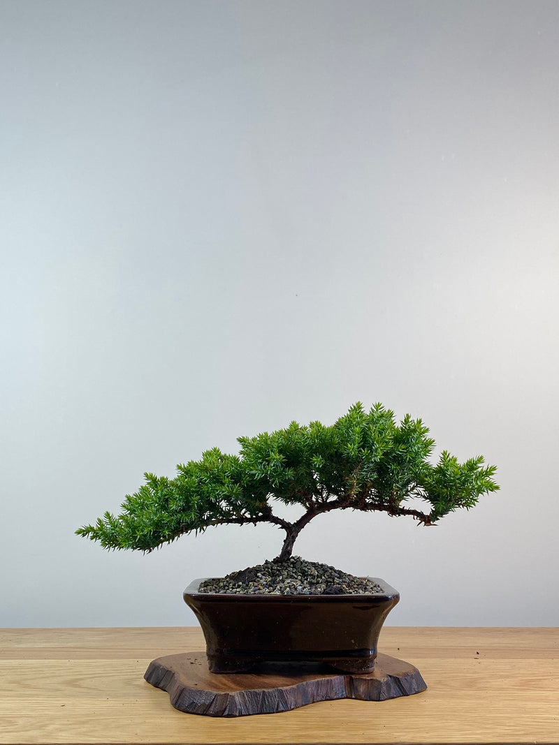 JAPANESE JUNIPER (X056)