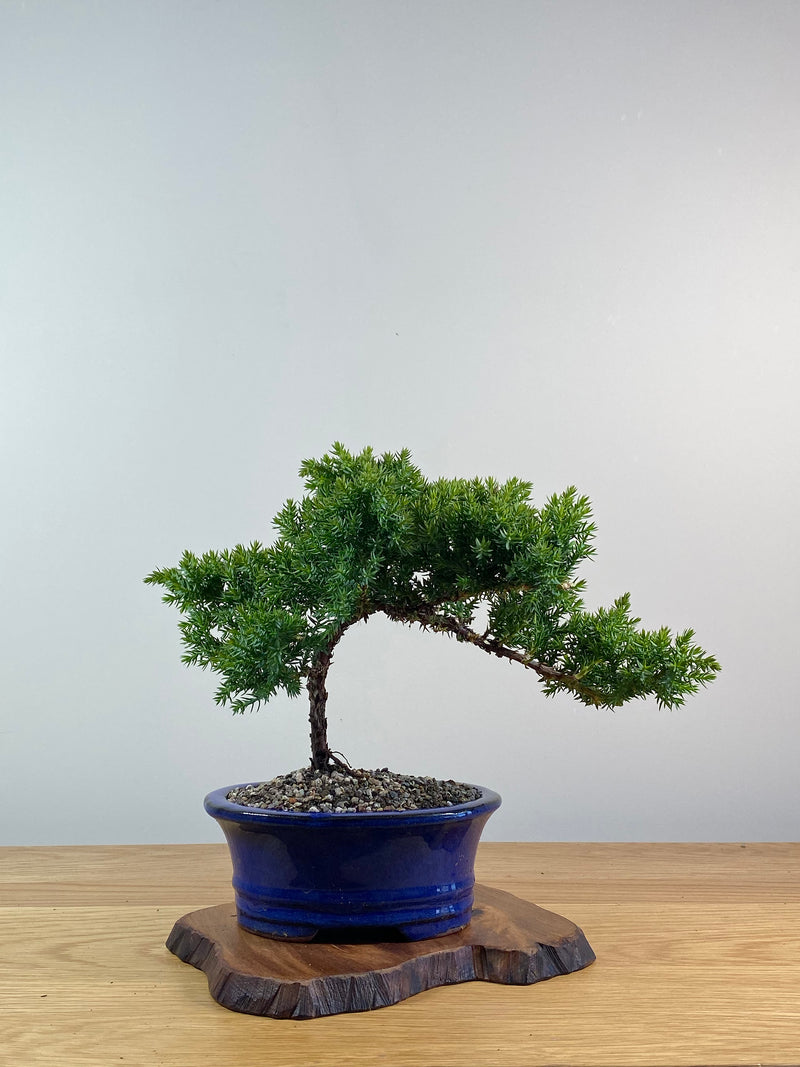 JAPANESE JUNIPER (X057)