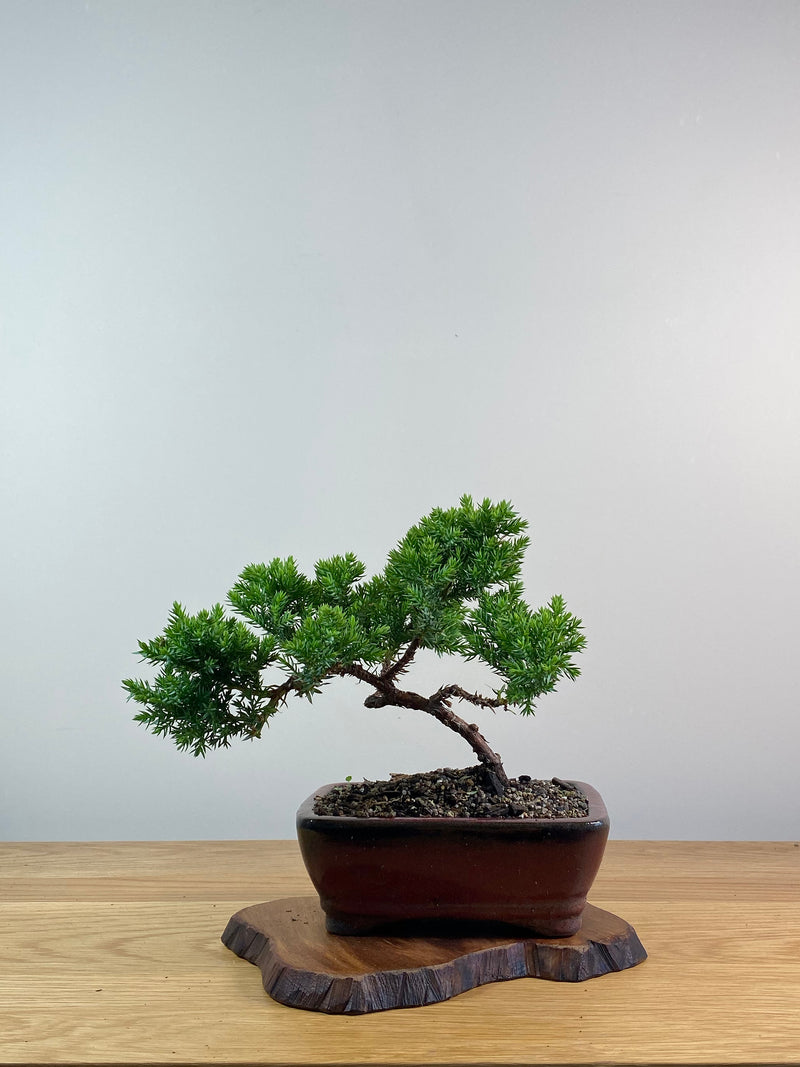JAPANESE JUNIPER (X058)