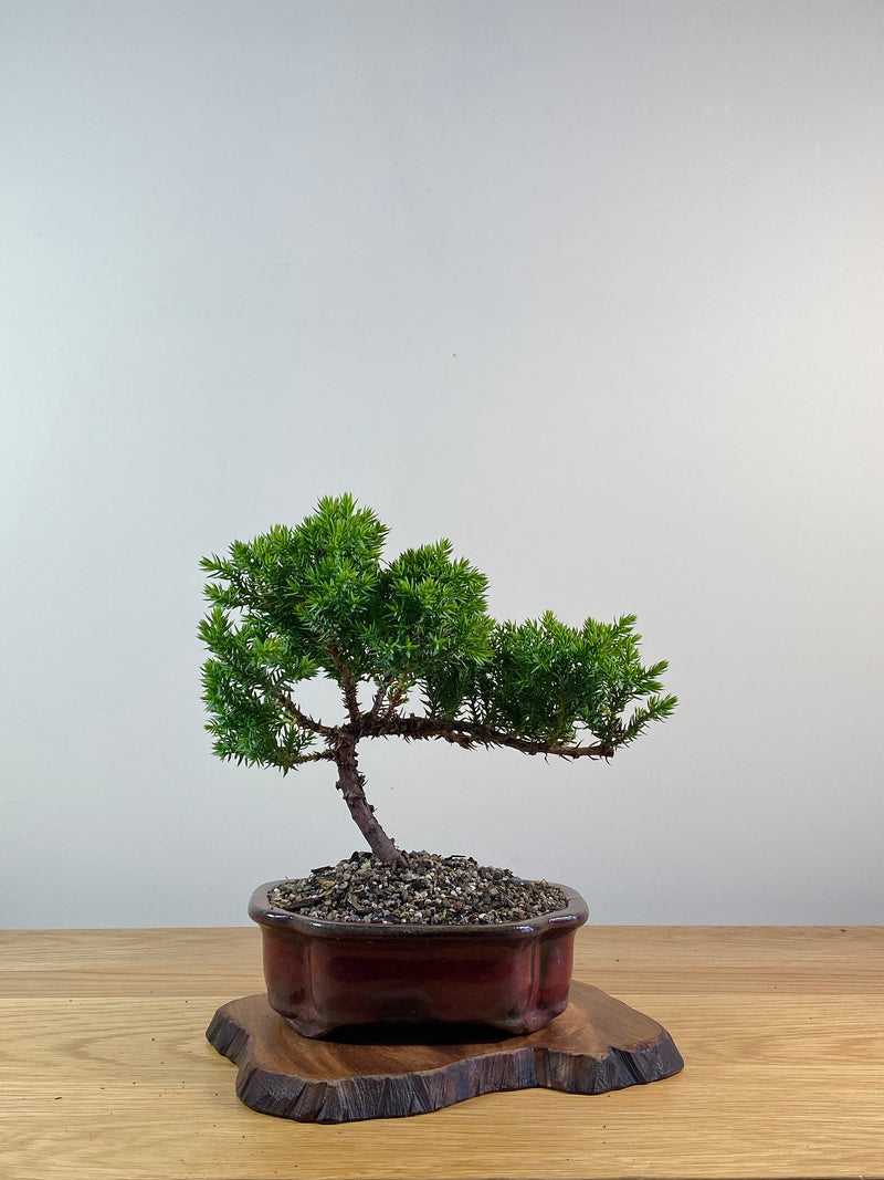 JAPANESE JUNIPER (X059)