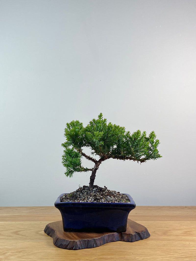 JAPANESE JUNIPER (X062)
