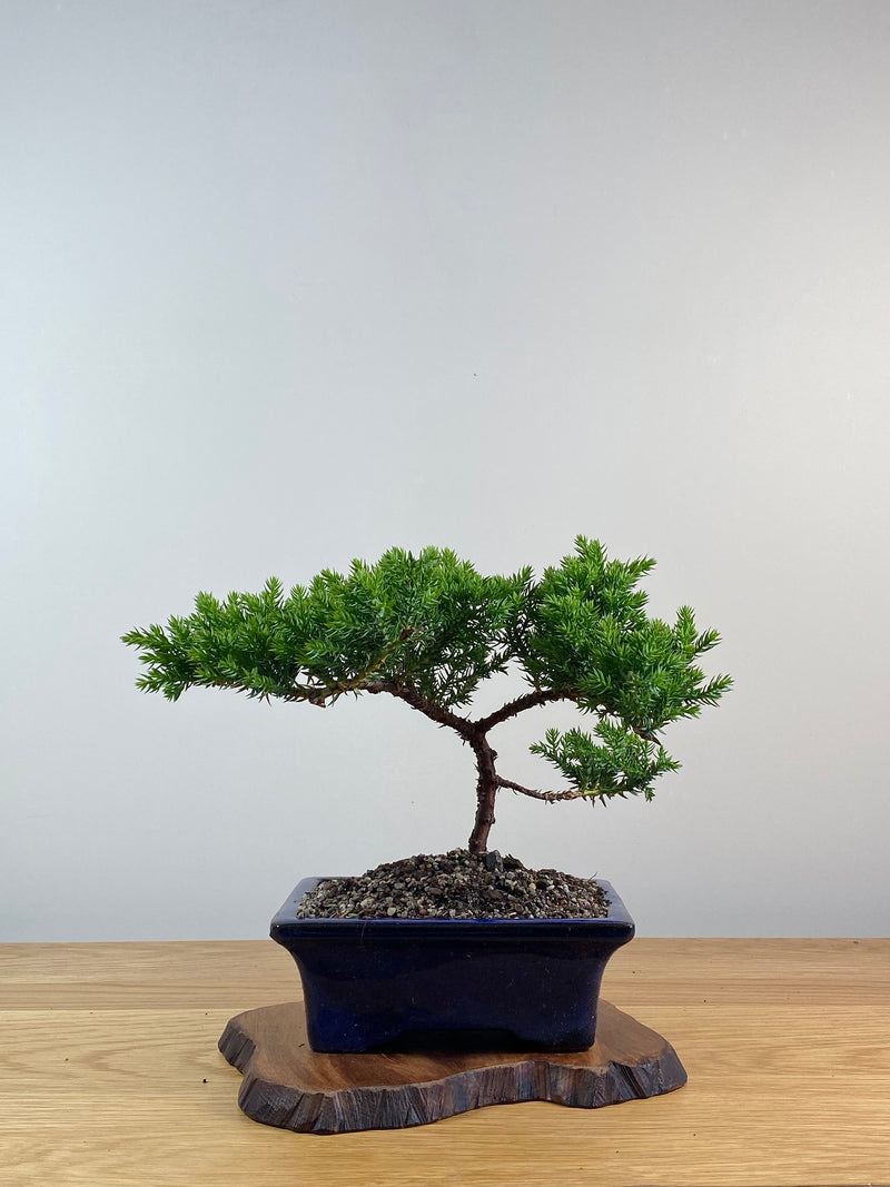 JAPANESE JUNIPER (X064)