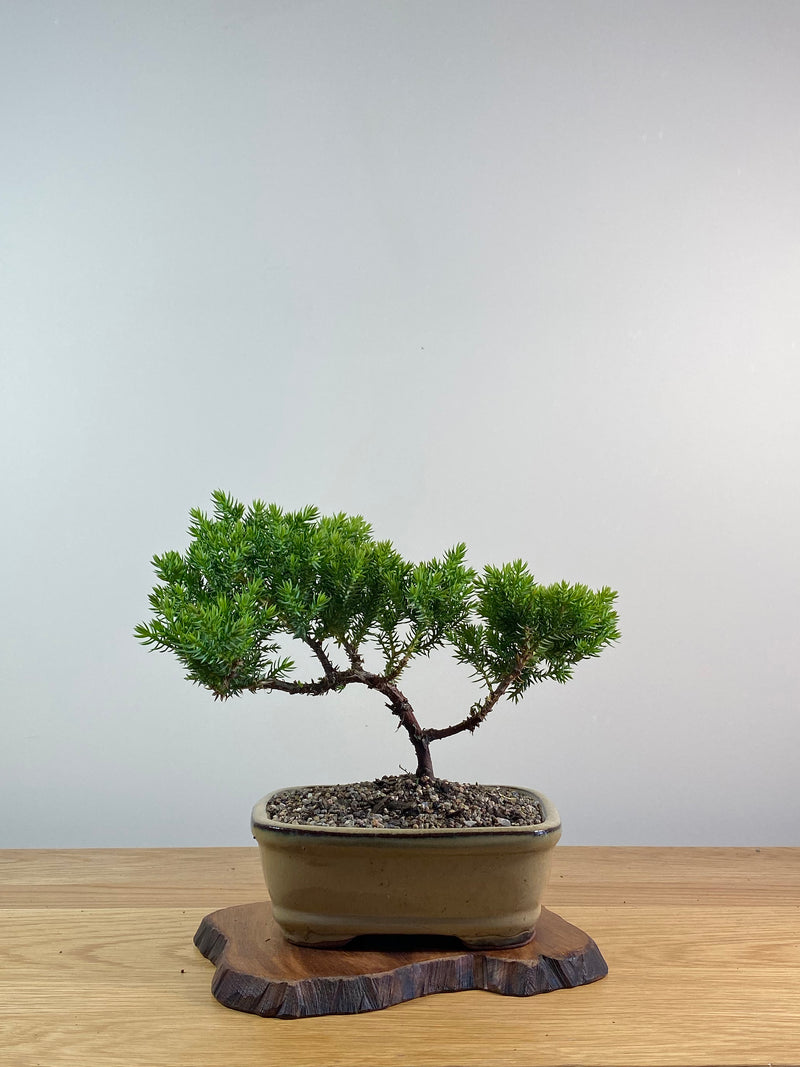 JAPANESE JUNIPER (X066)