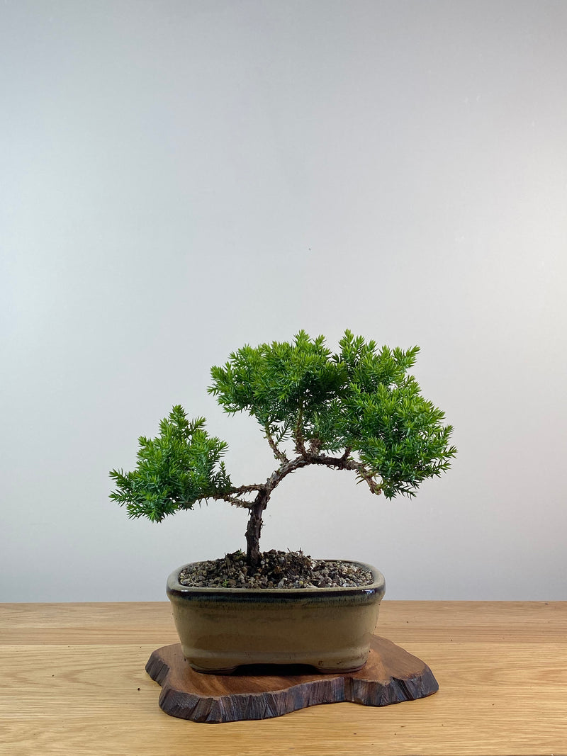 JAPANESE JUNIPER (X068)