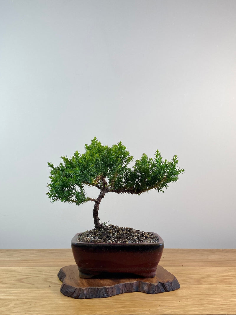 JAPANESE JUNIPER (X070)