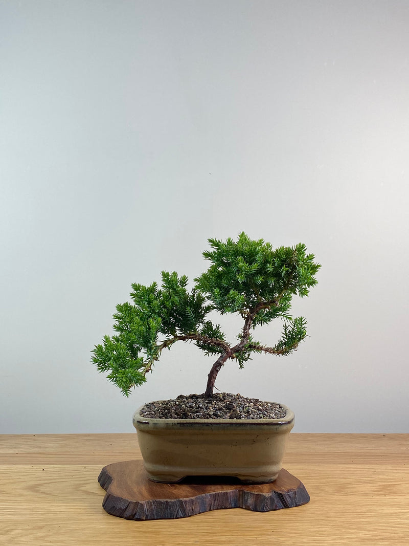 JAPANESE JUNIPER (X071)