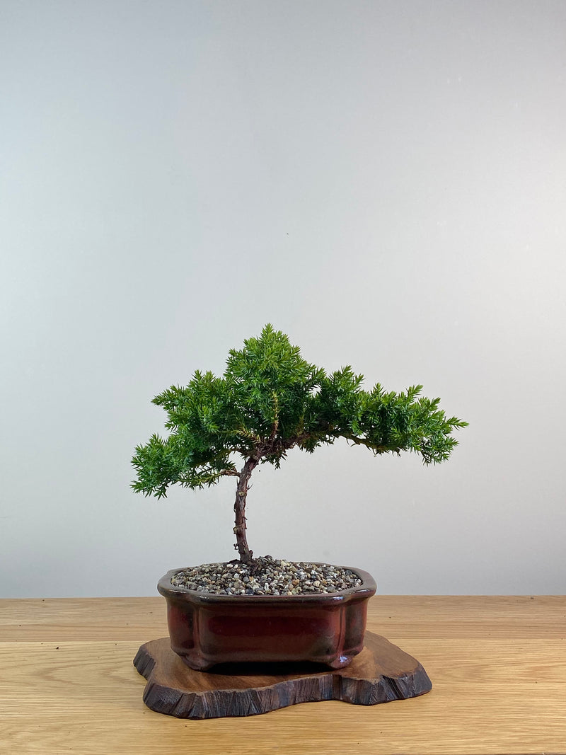 JAPANESE JUNIPER (X072)