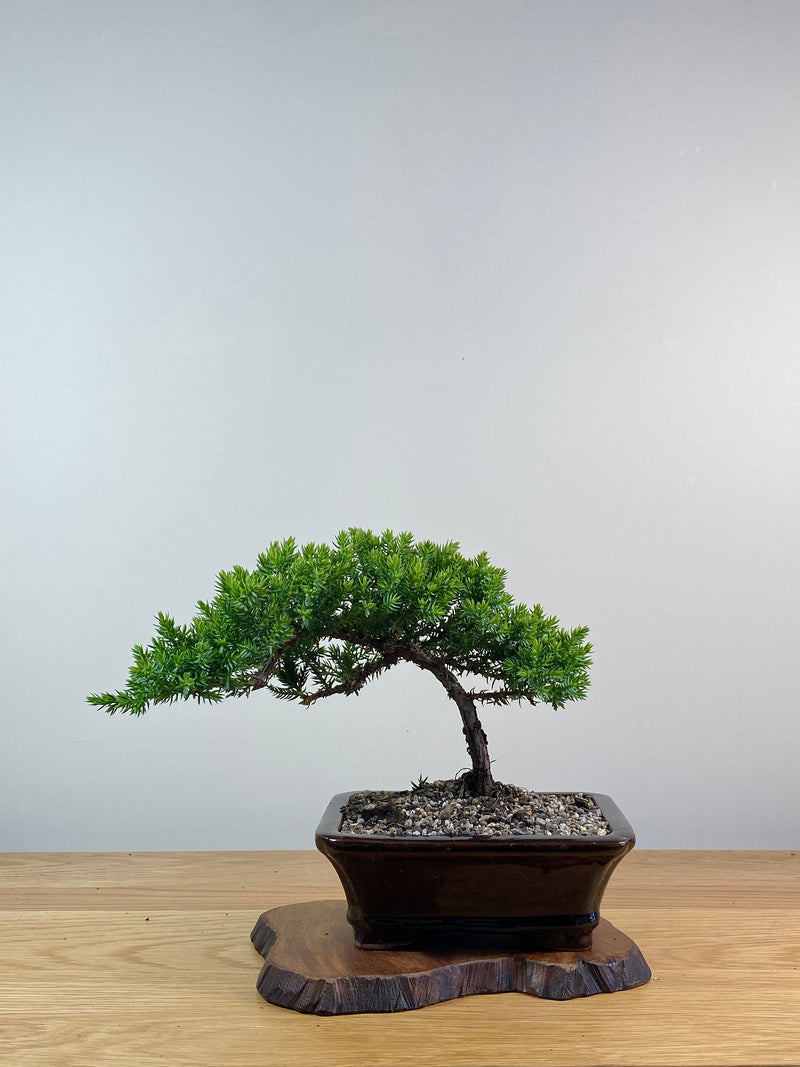 JAPANESE JUNIPER (X075)