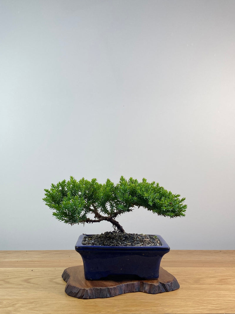 JAPANESE JUNIPER (X077)