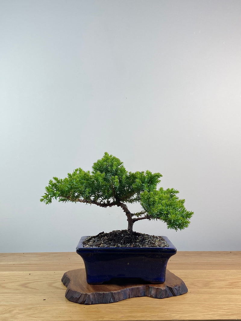 JAPANESE JUNIPER (X078)