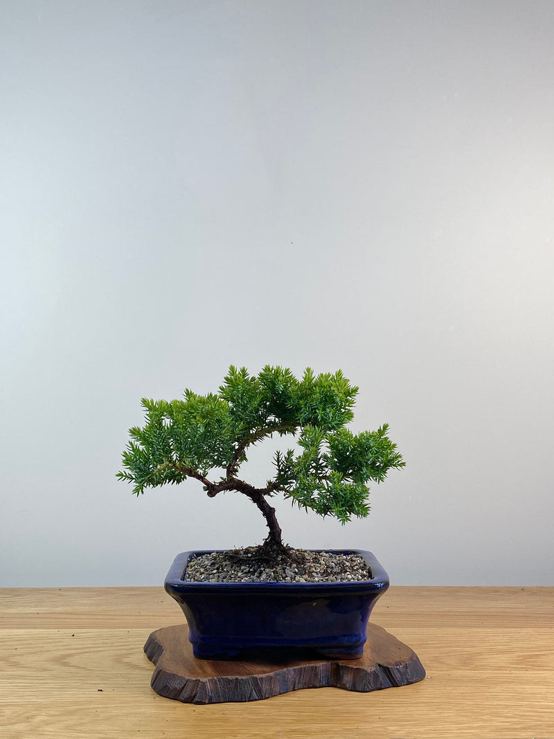 JAPANESE JUNIPER (X079)