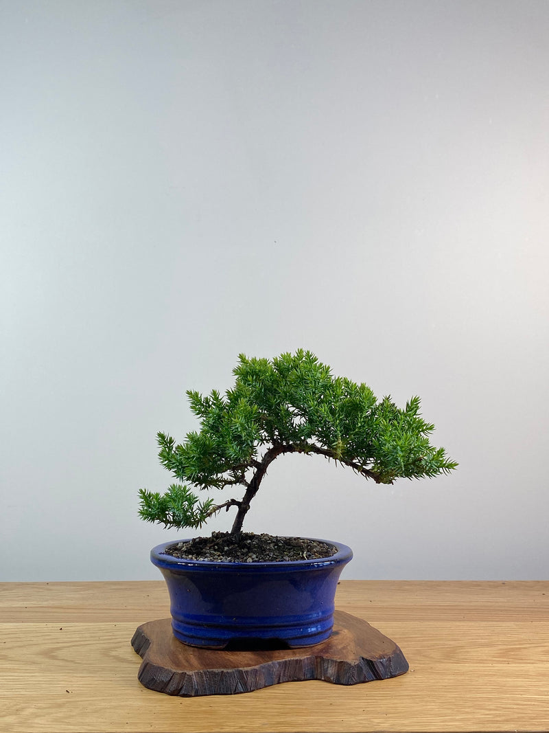 JAPANESE JUNIPER (X080)