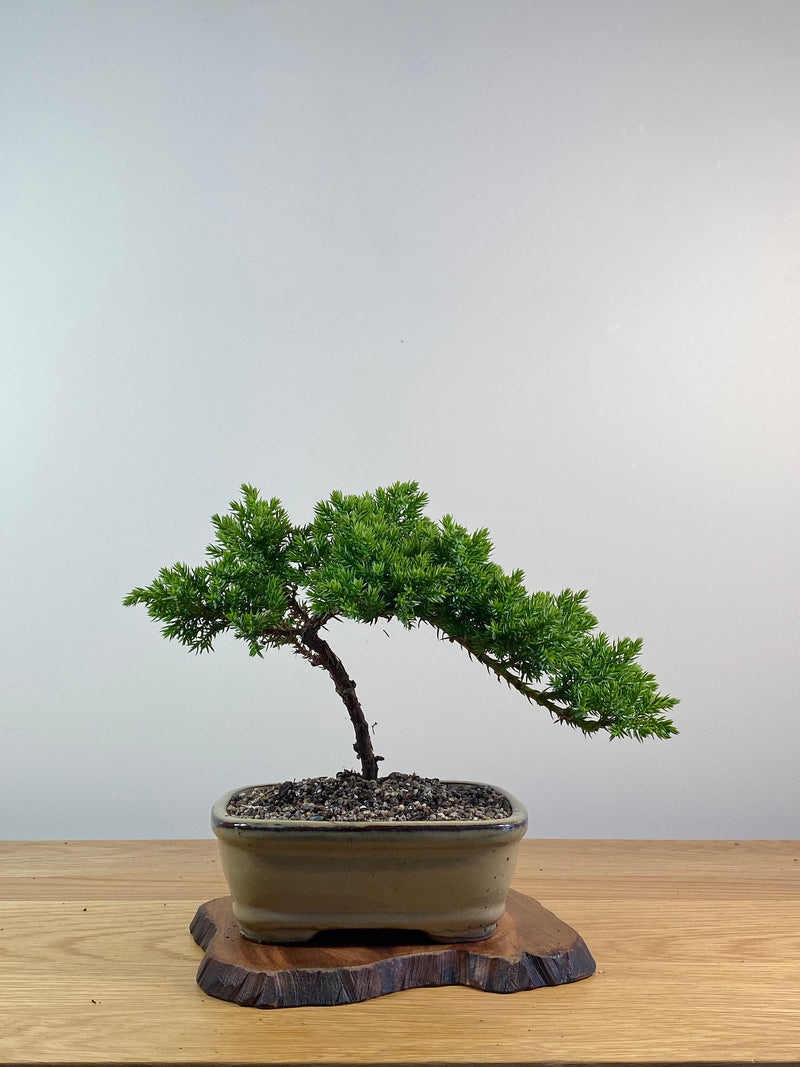 JAPANESE JUNIPER (X081)