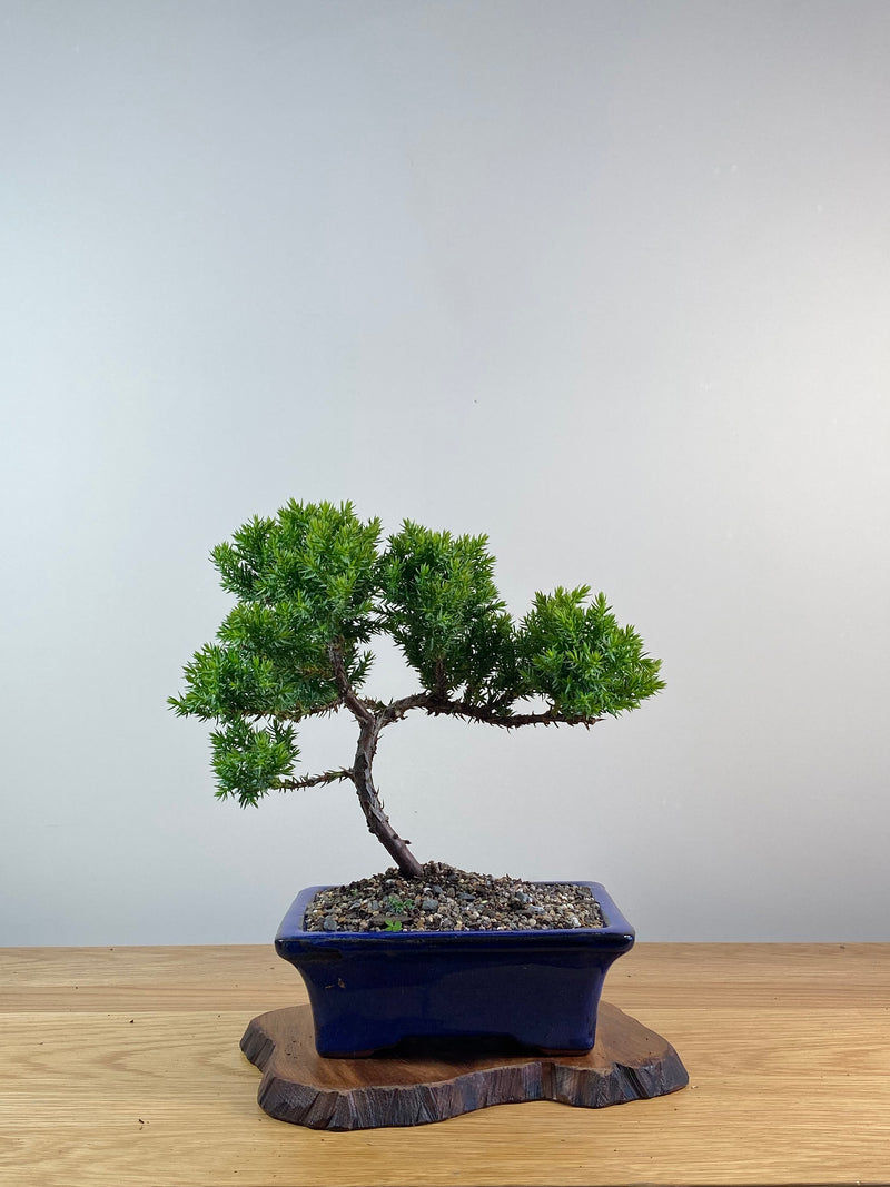 JAPANESE JUNIPER (X082)