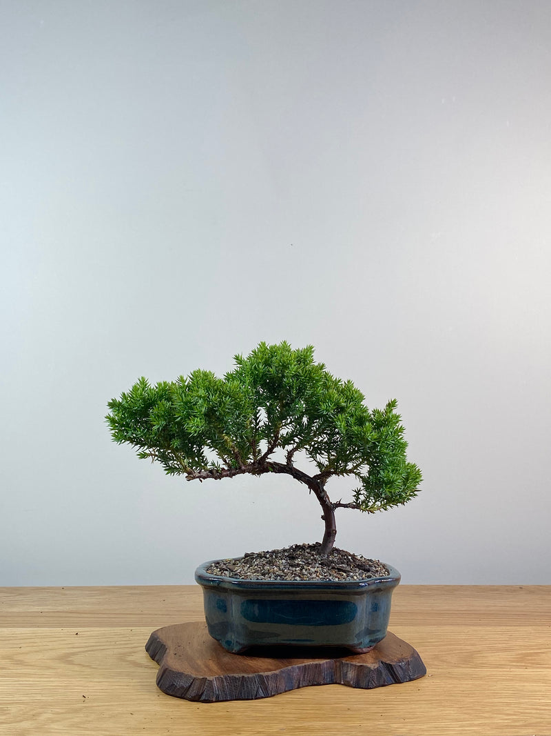 JAPANESE JUNIPER (X083)