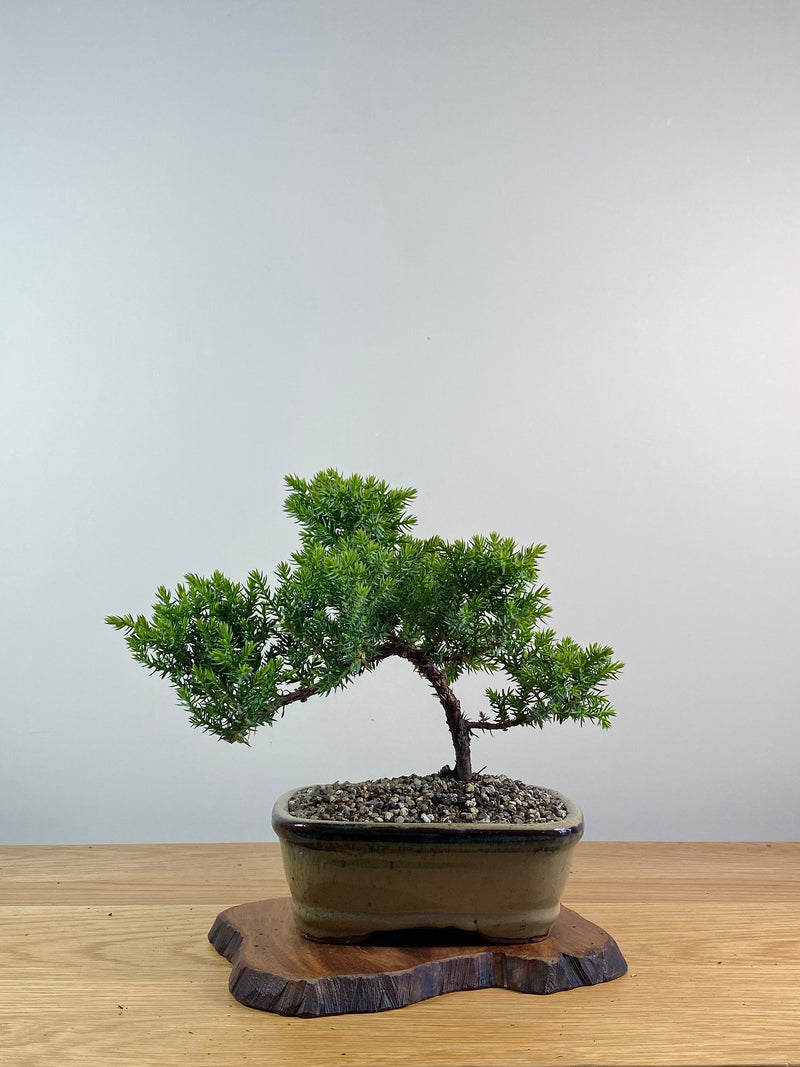 JAPANESE JUNIPER (X085)