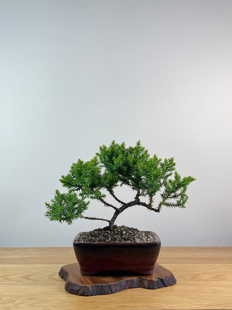 JAPANESE JUNIPER (X086)