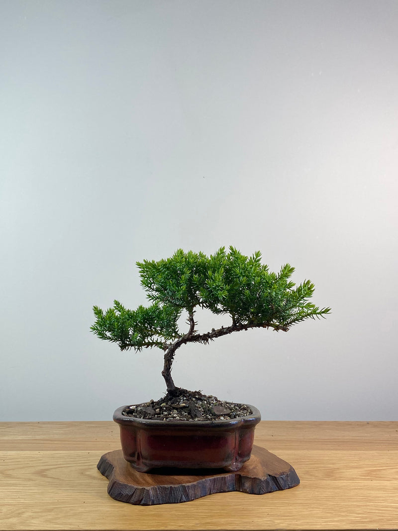 JAPANESE JUNIPER (X087)