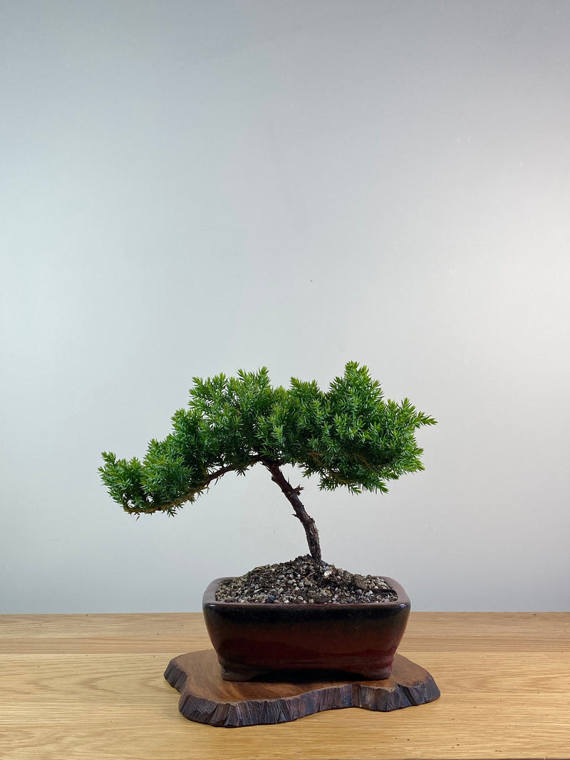 JAPANESE JUNIPER (X088)