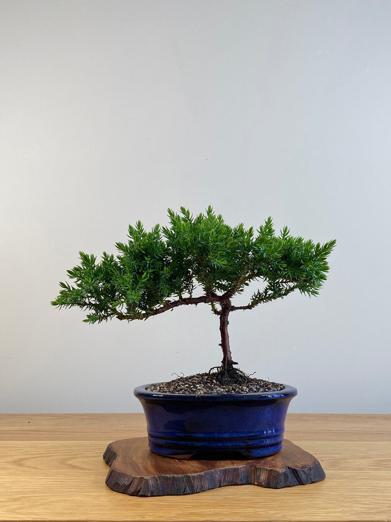 JAPANESE JUNIPER (X092)