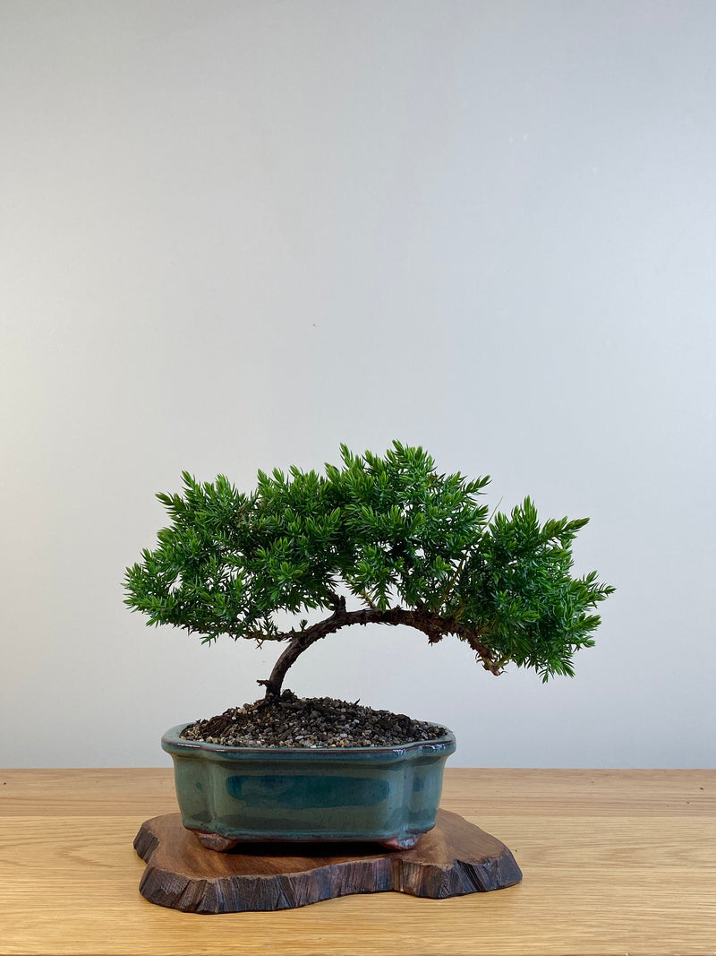 JAPANESE JUNIPER (X093)