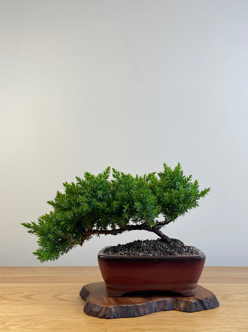 JAPANESE JUNIPER (X095)