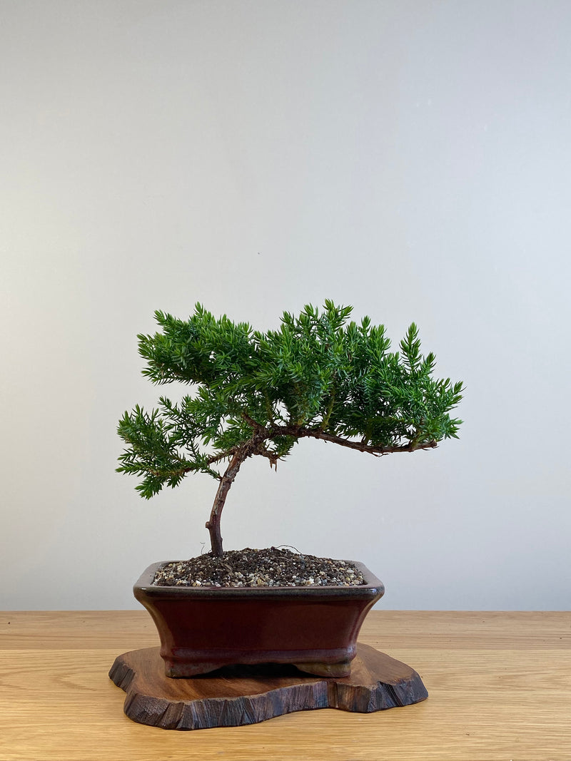 JAPANESE JUNIPER (X097)
