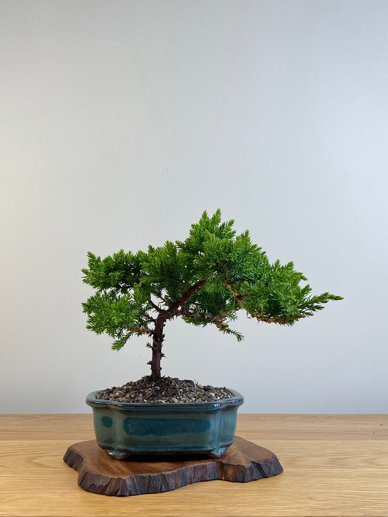 JAPANESE JUNIPER (X098)