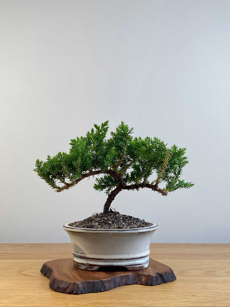 JAPANESE JUNIPER (X101)