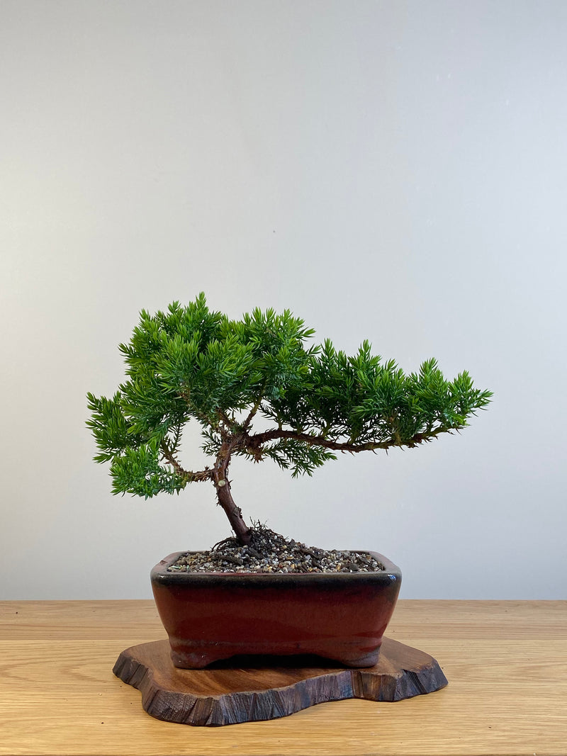 JAPANESE JUNIPER (X102)