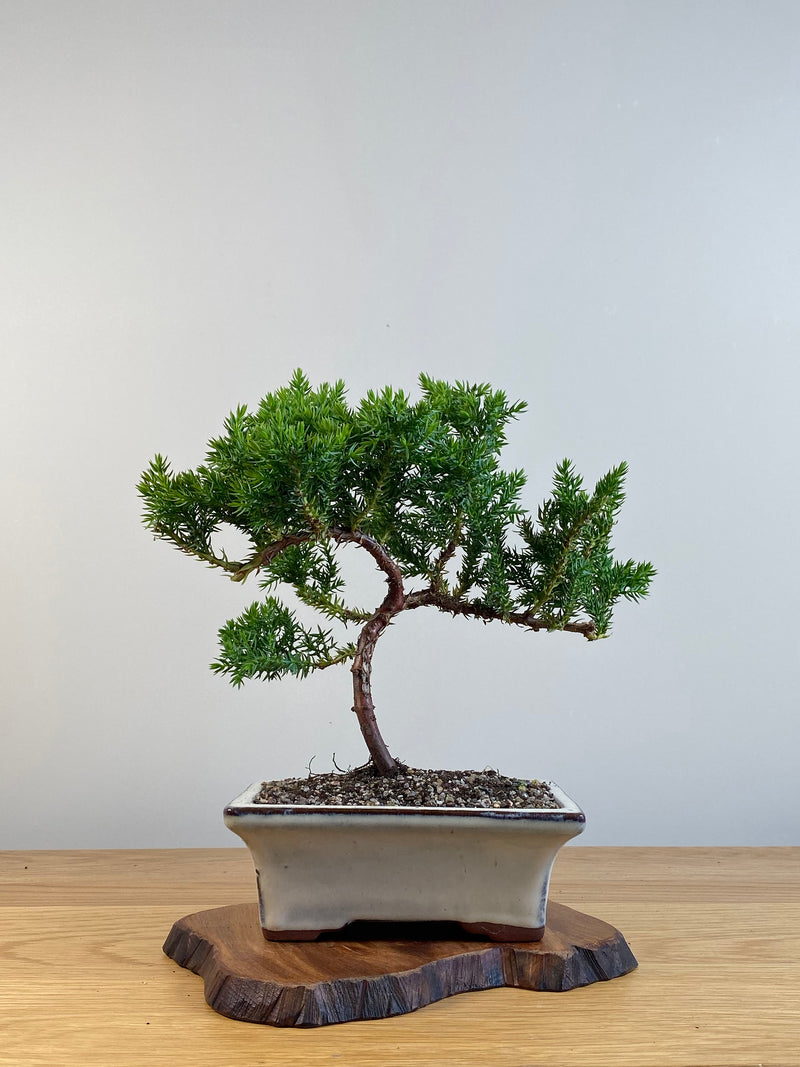 JAPANESE JUNIPER (X103)