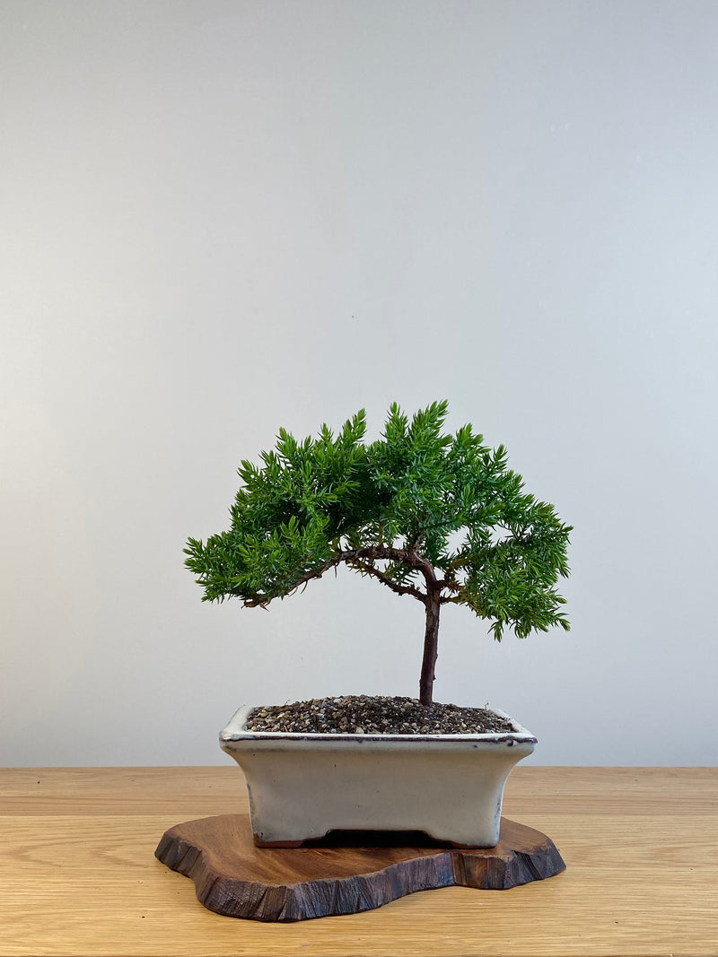JAPANESE JUNIPER (X104)