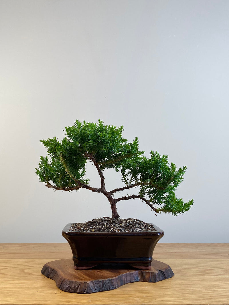 JAPANESE JUNIPER (X107)