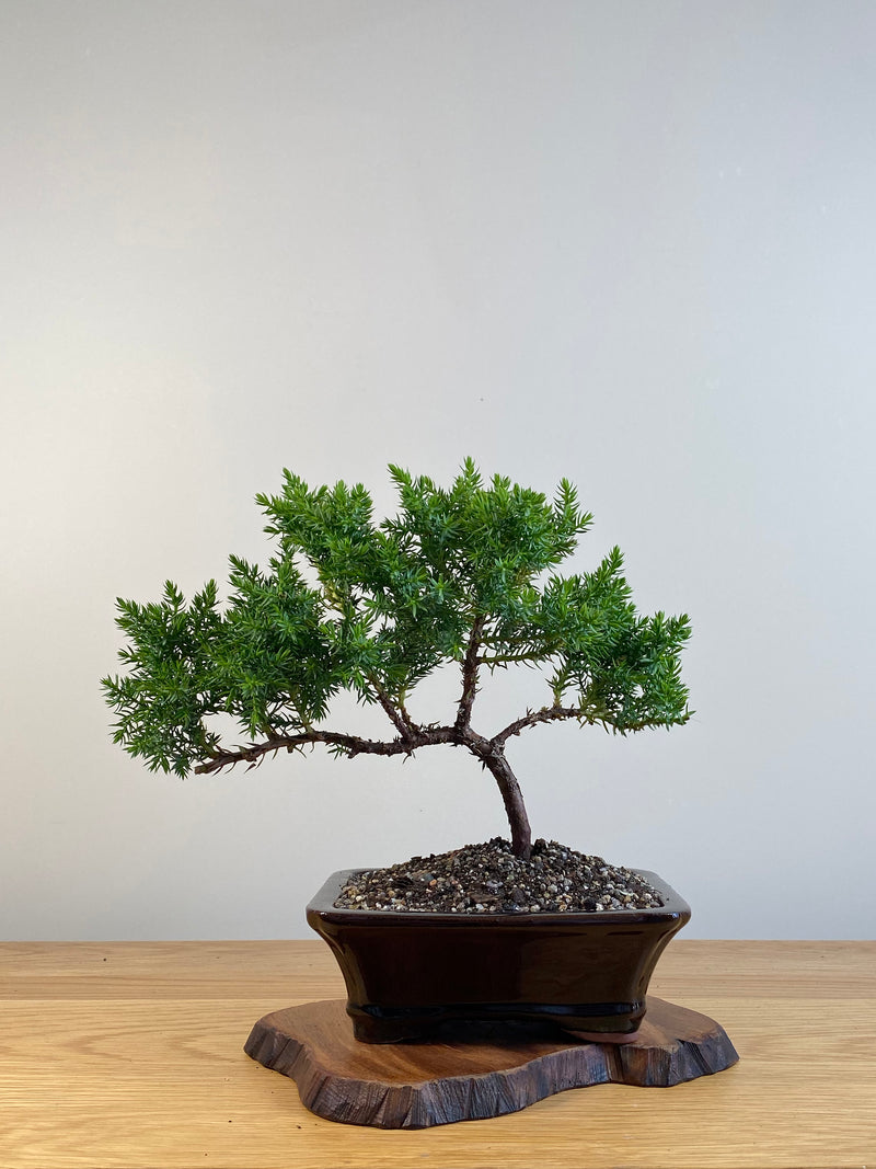 JAPANESE JUNIPER (X109)