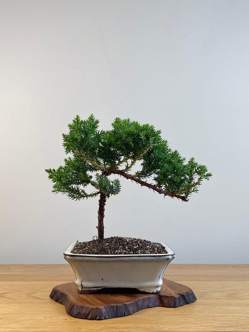 JAPANESE JUNIPER (X110)