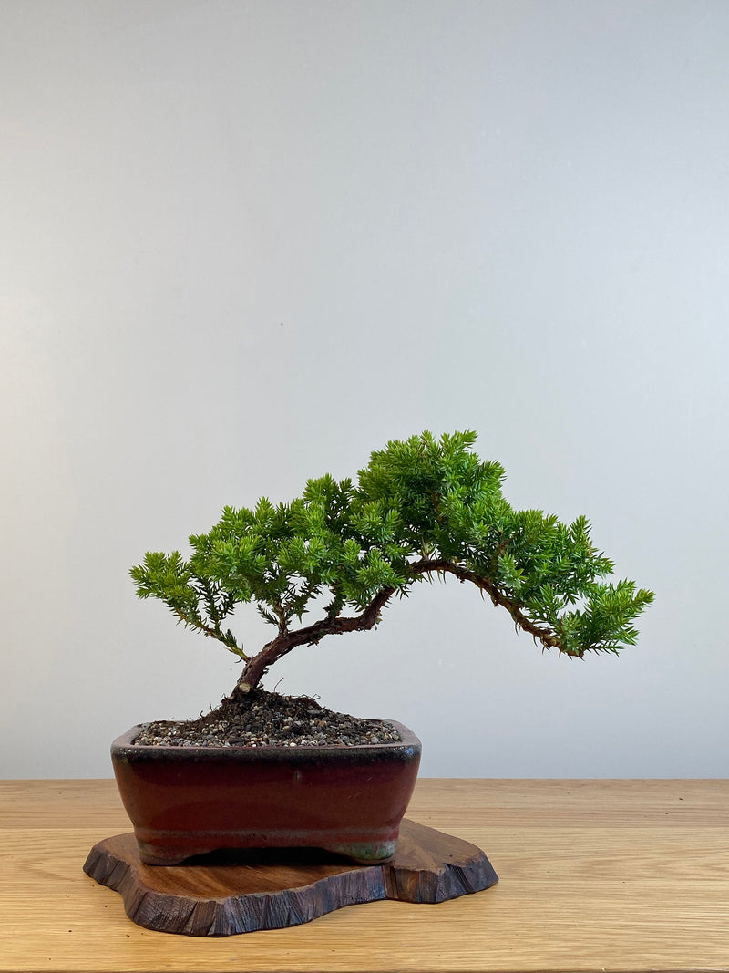JAPANESE JUNIPER (X112)
