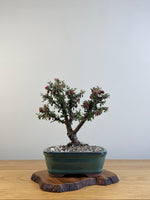 COTONEASTER (X116)