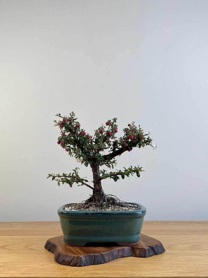 COTONEASTER (X121)