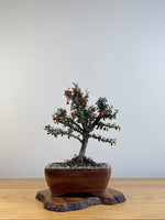 COTONEASTER (X124)