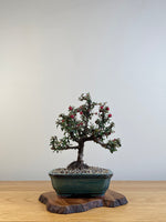 COTONEASTER (X126)