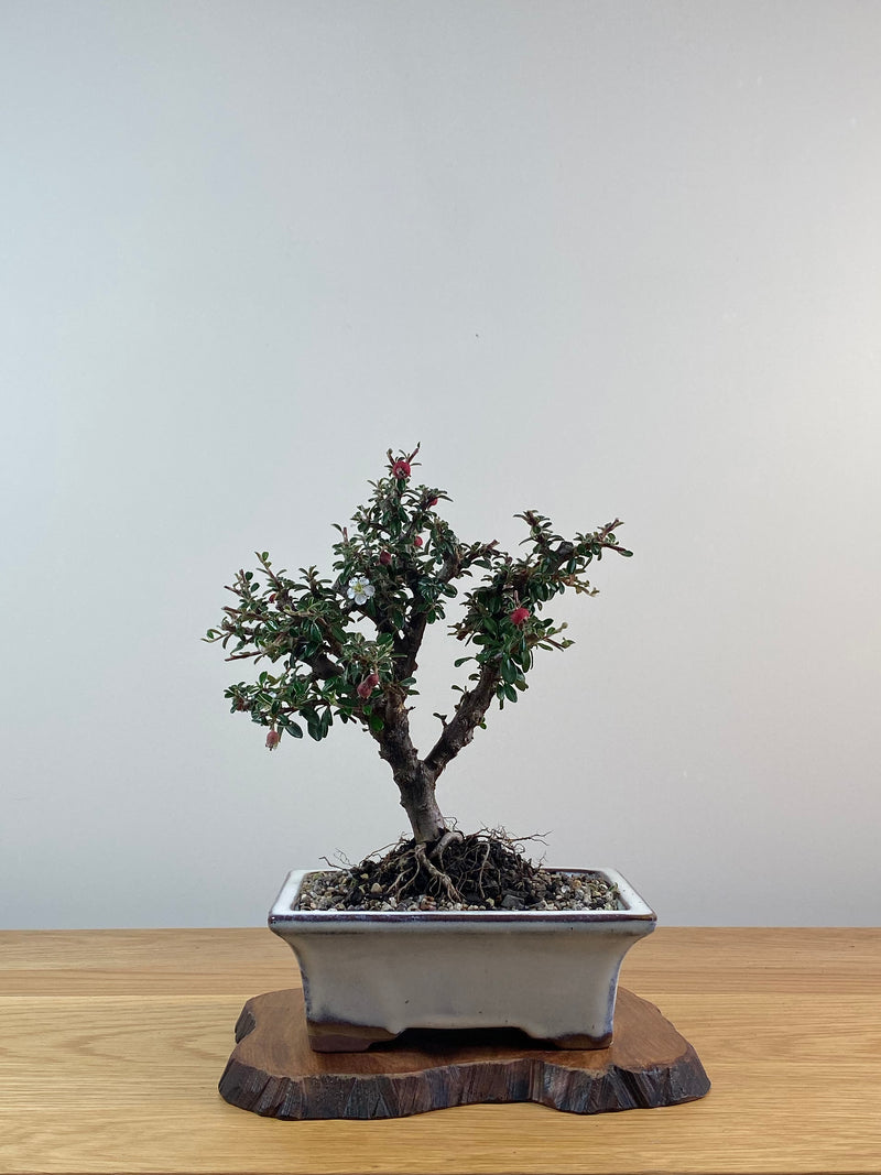 COTONEASTER (X200)