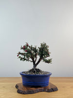 COTONEASTER (X203)